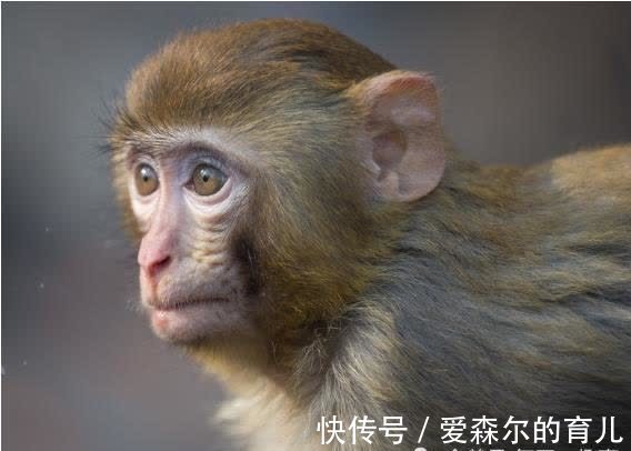 生肖猴：以下4个年份出生的“猴猴猴”天生上等命，看看你家有吗