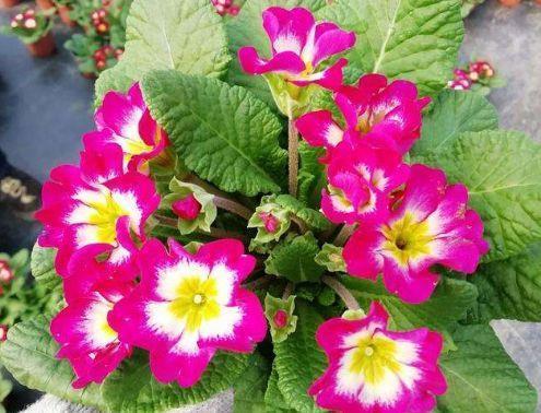 绣球花绣球花|6月10日开始,养花试试这几款,就试养此些花卉,清香四溢