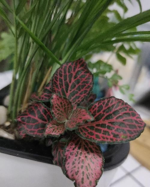 这花真好养,叶子沾点水就能活,7天爆满一大缸