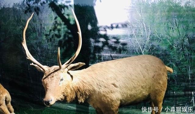 藏品|标本、文物“常驻”图片展每月报到 省博让每件藏品“会说话”