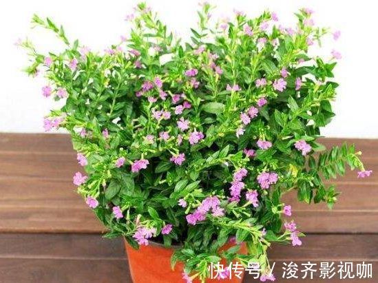 公主|喜欢玫瑰,不如养盆“玫瑰精品”假日公主,金碧辉煌,寓意美好