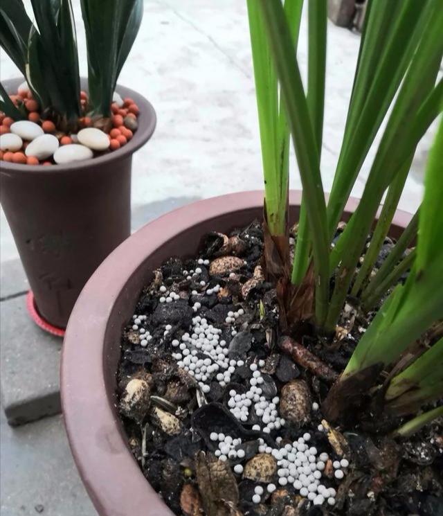 陷阱|兰花的四个“大误区”,看似有道理,实则很陷阱,别被人忽悠了