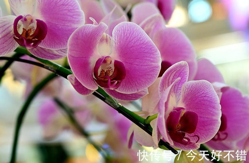 此种花,在南方好养,但在北方却很难养,你家是否也有