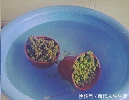 植物|养花13年,总结“6个”养花入门要点,三分钟看懂,养啥花都活!