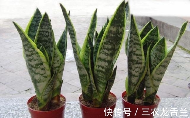 有光泽|虎皮兰就要这么养, 叶片饱满有光泽