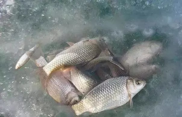 冬季钓鱼如何用饵?老钓友悄悄告诉你3招,学会整个冬季不空军