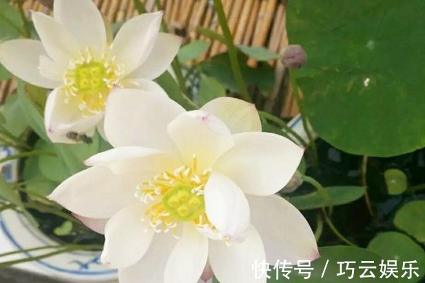 碗莲|别养绿萝了，此花叶大又绿，栽在阳台上，花开美如画，花香四溢！