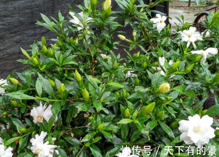 聪明人|7、8月盆栽养花,聪明人都不干这3件事