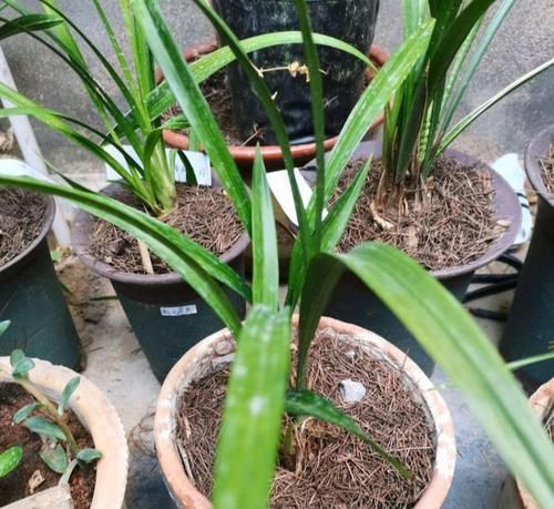  八寸戚风|教你做不塌陷不开裂，零失败的戚风蛋糕，像海绵，口感松软超好吃