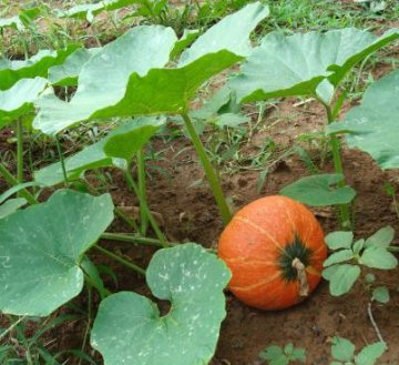 腸道清潔工：益生菌、膳食纖維、抗氧化劑