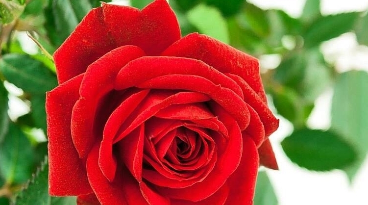 很常见,能美白养颜、调经止痛、调节情绪