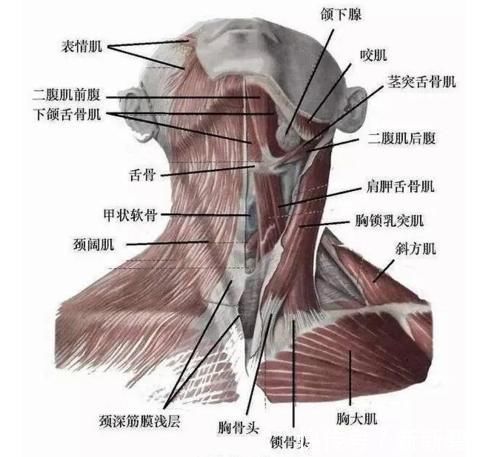 竖毛肌|颈椎,为何为“百病之源”!颈椎病分10级,超过2级就要注意了