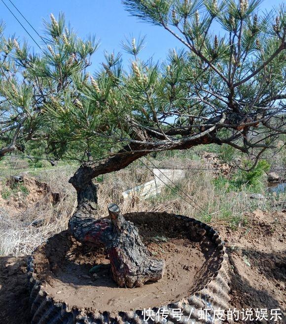 黑松|下乡去老花匠家,遇见如此大气的黑松盆景,可算开眼界了