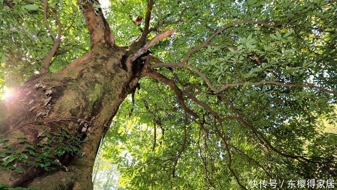 院子里有空地，就种“四大名贵树”，越大价值越高