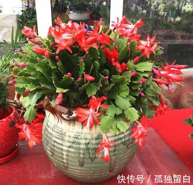 进入五月,蟹爪兰要赶紧做这三点,今年才能开爆盆