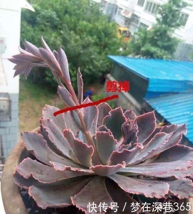 多肉在夏天，垫个“小东西”，不怕浇水不怕晒，越养越漂亮