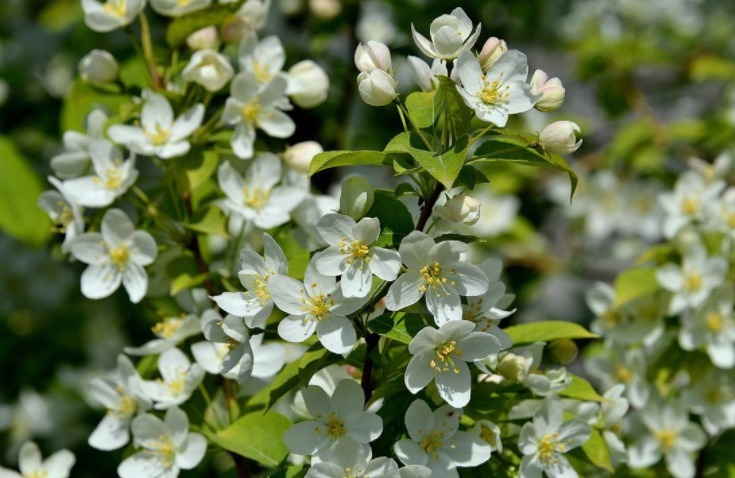 棕榈树|农村这4种野菜,见过的人很多,吃过的人很少,看看你吃过几种