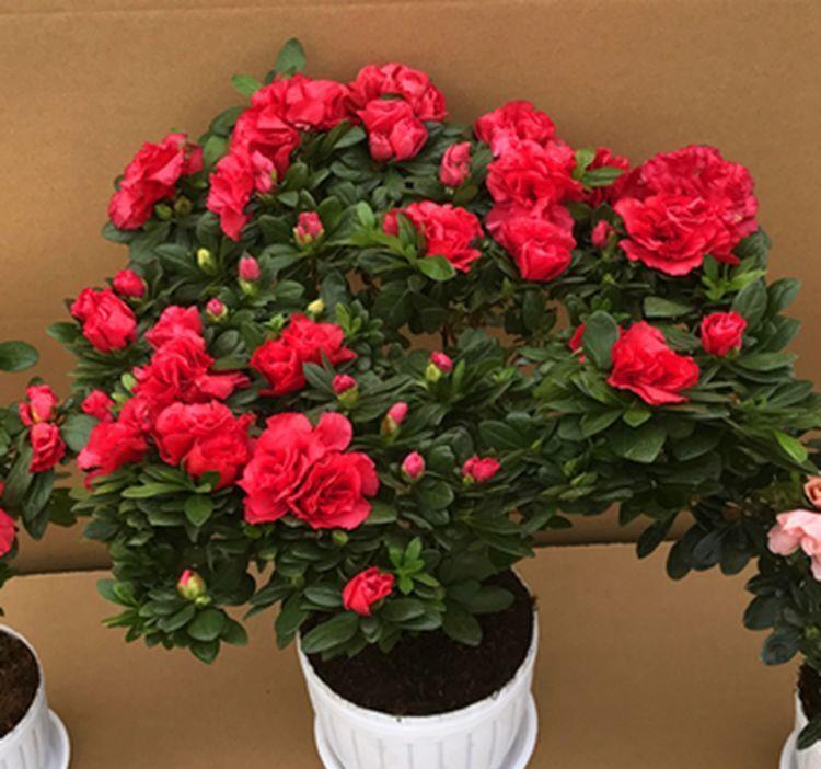 几款花卉，好养易爆盆，关键净化空气最厉害，阳台变成小花园