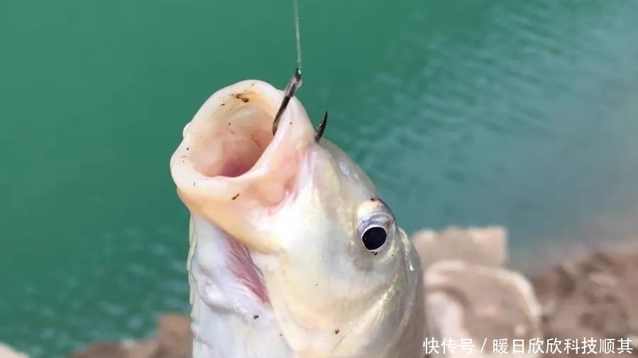 钩型|玉米如何挂钩命中率更高?挂钩方法并不重要,鱼钩才是重点!