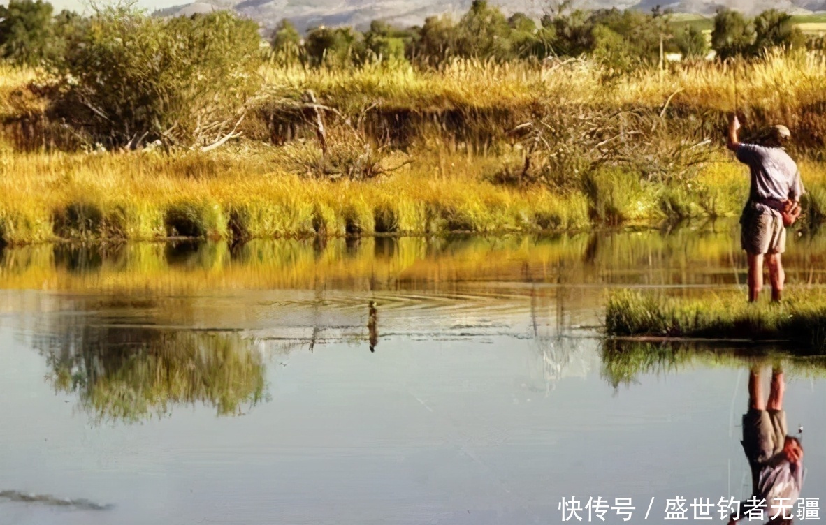 饵料|关于夏天野钓鲫鱼的几个爆护技巧，进来学习——盛世三渔