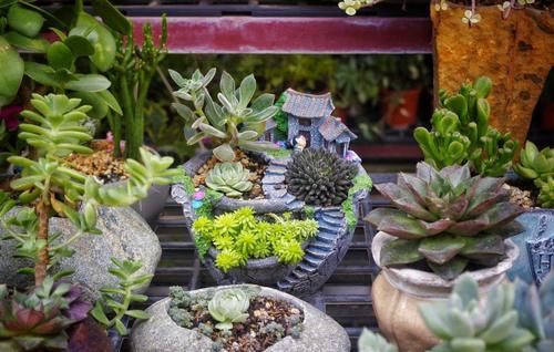 4月末，养殖多肉莫错过最后的换盆时机，操作得当1周就服盆