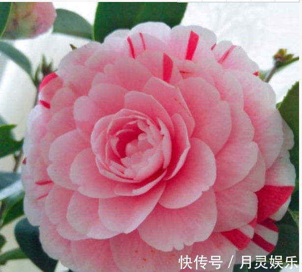 让“茶花”开花不断,1土壤2光照3施肥,关键点学会,1连开几个月