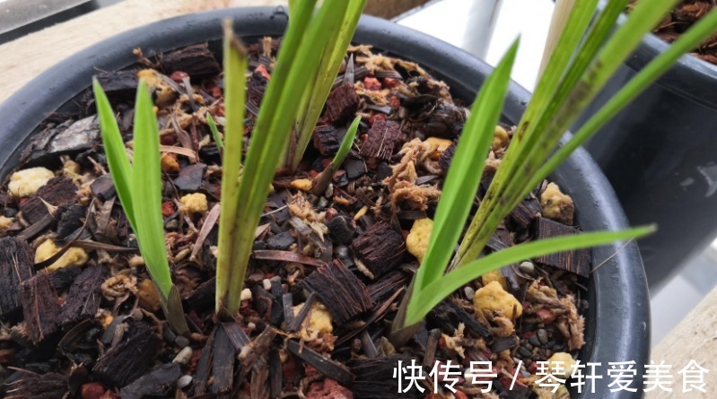养花|松树三宝:松果壳、松针、松树皮,拿来养花,各有妙用