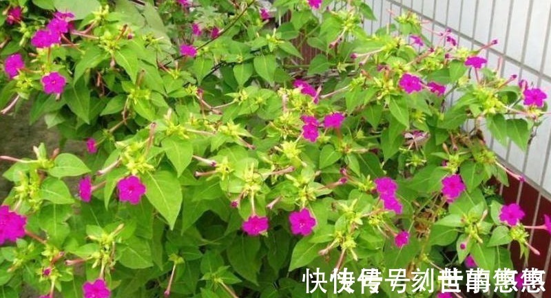 农村常见傍晚才开花，它的根茎叫“钻地老鼠”，煲汤好喝