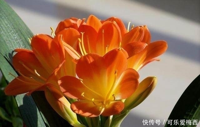 排水性|君子兰都是施肥施死的?牢记这4点,君子兰花开爆盆