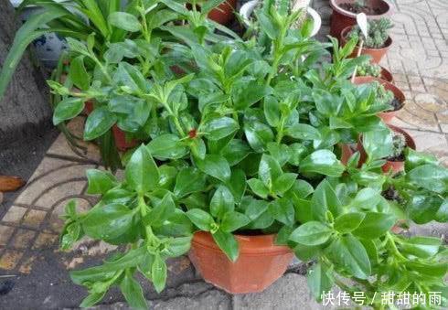 快死的盆栽花卉不要扔,只需一粒药片,能再次生机勃勃