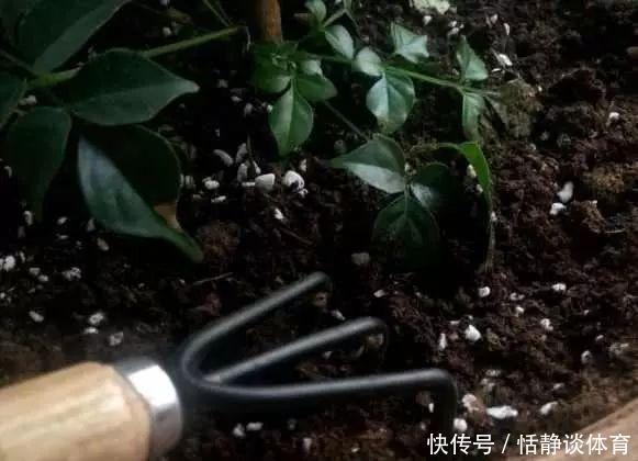开春别换盆了,这7种东西撒土里,花吃了新叶子呼呼冒!