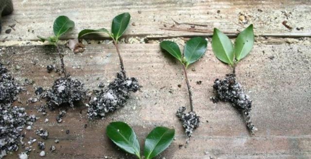 扦插的5个错误操作，不是难生根，是你做错了，扦插其实很简单