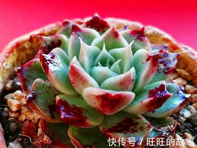 欧娜|十种多肉不但生命力顽强,还从没变丑过,让人怎能不爱