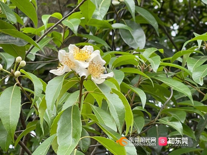 禾雀花|夏日登游银瓶山 畅享大自然“森”呼吸