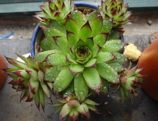 这“4种”多肉,好养又好看,度夏无压力,越养越胖越漂亮