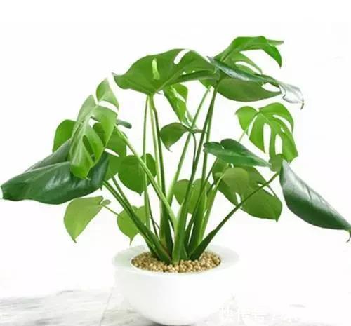 这2种花最“养人”，家里养1盆，空气清新，还杀菌