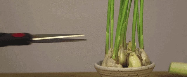4种食物发芽后,营养更丰富,别再扔掉浪费了!