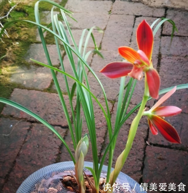 这种植物堪称“国兰第一红”，红艳而不俗，新手也能养好