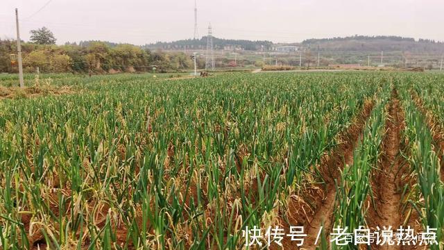 苗发勇|济南章丘大葱价格高,葱农们很无奈,看看他们说的