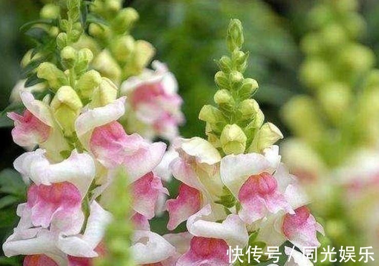 几种花卉,花期超长花量大,一年四季花开不停,一盆千百朵