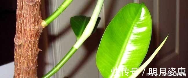 根壮|路边捡一把扔到花盆里,土壤肥的流油,根壮不腐烂,3年不用换土