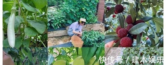 谢霆锋暴雨天给蔬菜打伞,引来6百万人围观,网友:这是什么操作