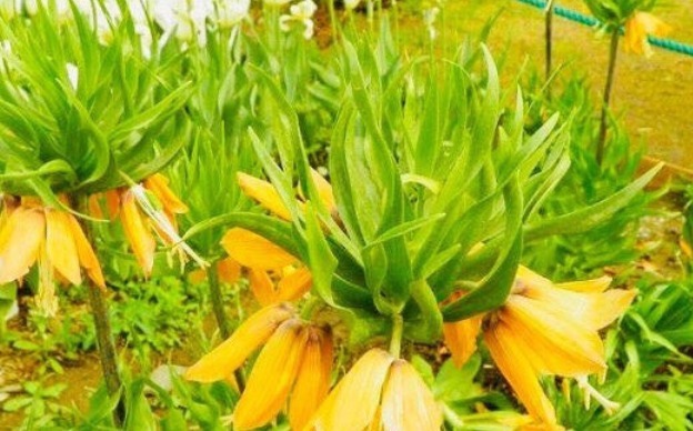 感冒|女性常吃“止咳花”,治疗感冒有奇效,嫩肤养颜,预防乳腺癌!