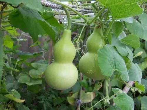 葫芦|警惕！已有多人中毒！这种家常菜一旦发苦赶紧扔掉