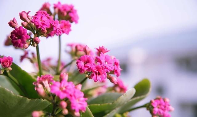 长寿花栽种，这样配土，植株长势旺，管理更简单