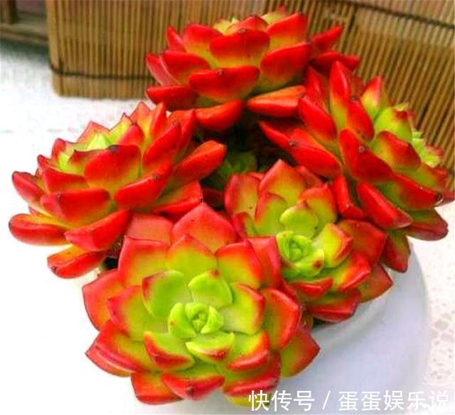 多肉中的“火焰新娘”,易成老桩爱爆盆,鲜红又明亮,度夏无难度