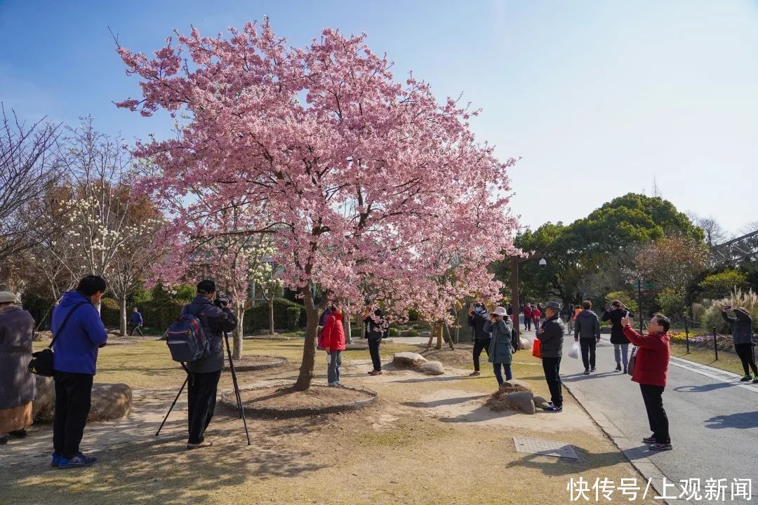 雨霖霖，花开正好，挡不住赏春的脚步……