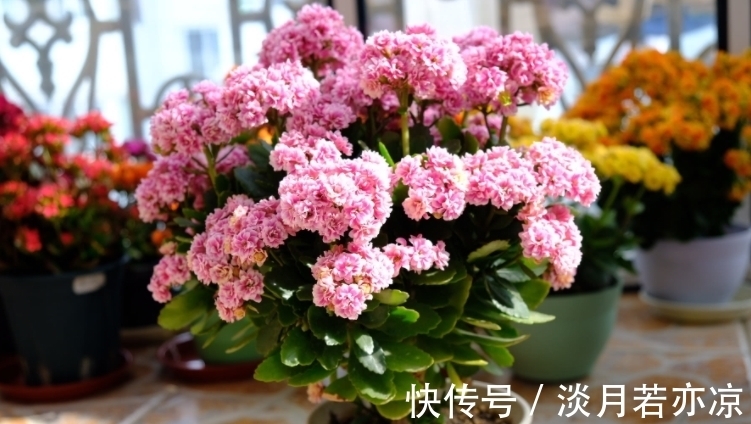 养好长寿花的小诀窍：光照是第一要素，把握不住就难开花