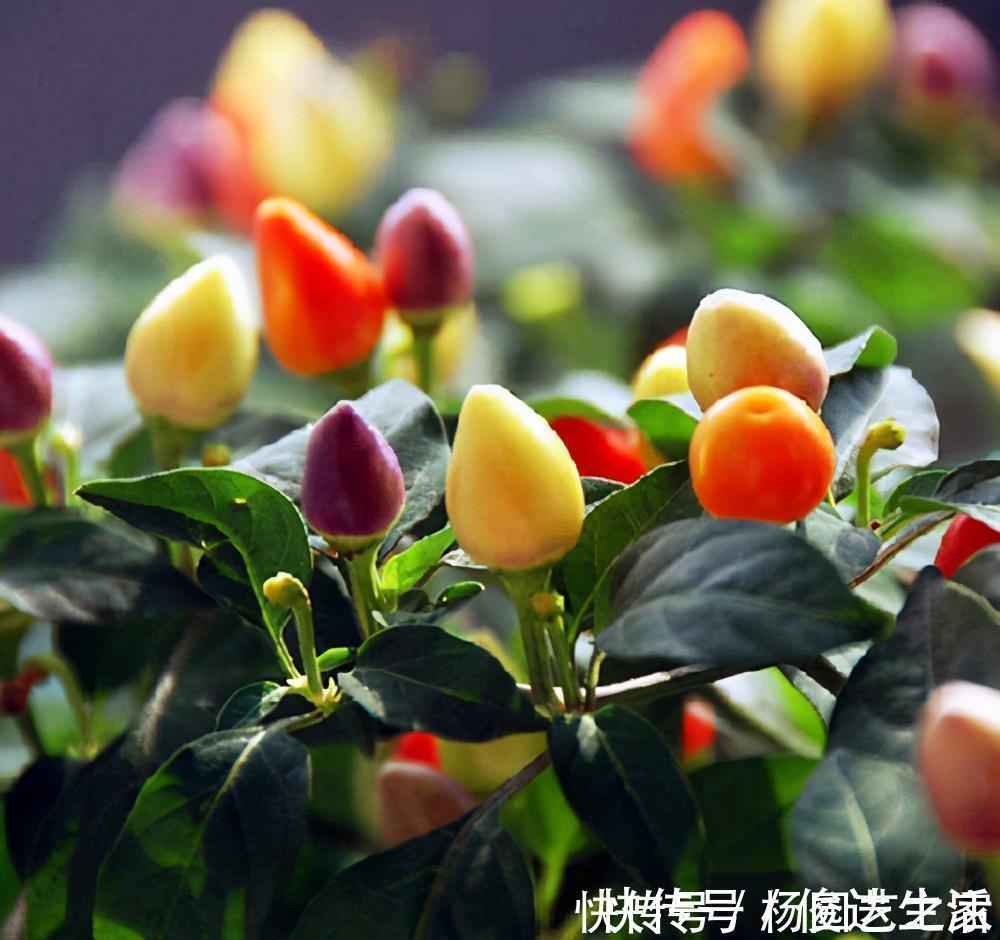 养花|封闭阳台不能养花?才不是呢!选这几种,打造自己的小花园
