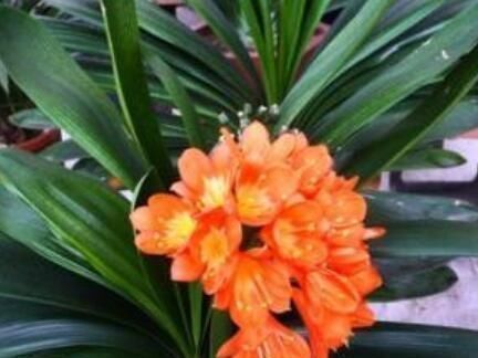 君子兰小苗这样养,叶多、翠绿肥厚,根系足,一年就能养开花